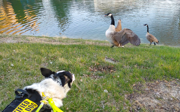 Border collie trained to manage geese.