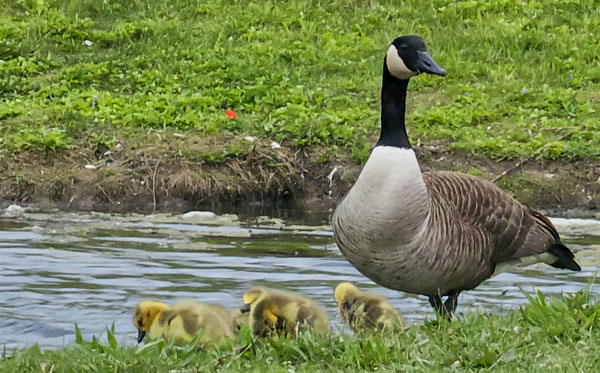 Bird Control: Geese and goslings.