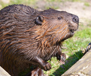 Beaver Management in the Midwest