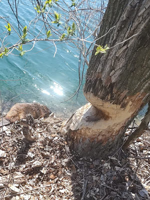 Beaver Trapping & Removal