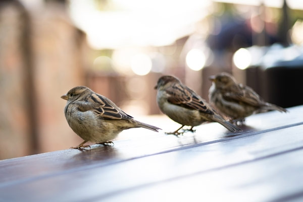 Common sparrows: Sparrows removal in the midwest