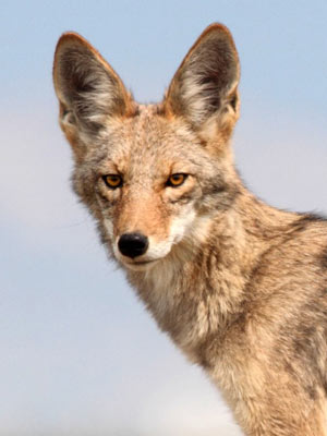 Coyote Trapping and Removal