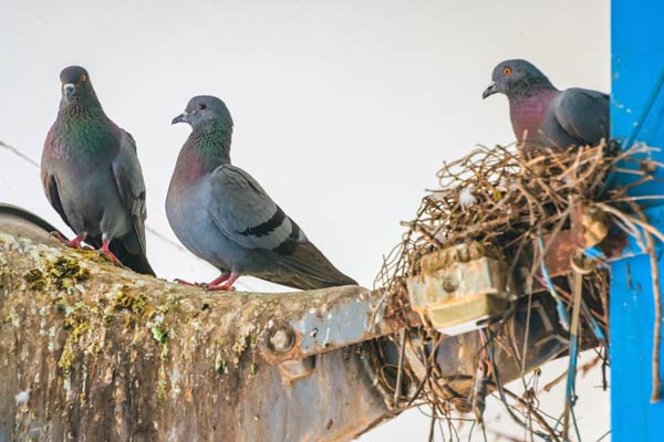 Dirty pigeon nest: Pigeon removal in the midwest.