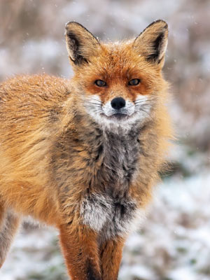 Fox Trapping and Removal