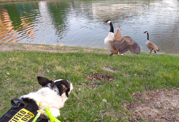 Canadian Geese and Border Collie