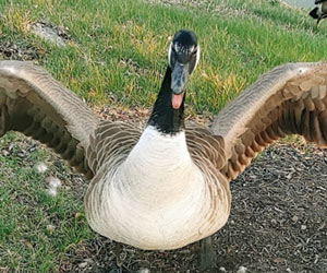 Canadian Geese Removal in the Midwest
