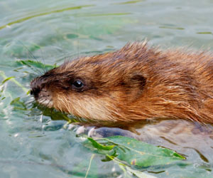 Muskrat Management in the Midwest