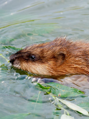 Muskrat Trapping and Removal