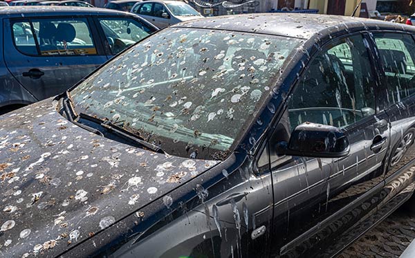 Bird poop all over a car.