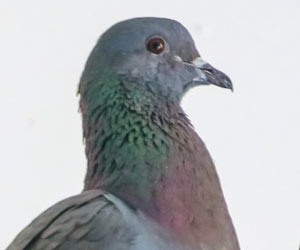 Nuisance Pigeon Removal in the Midwest