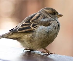 Sparrow Removal in the Midwest